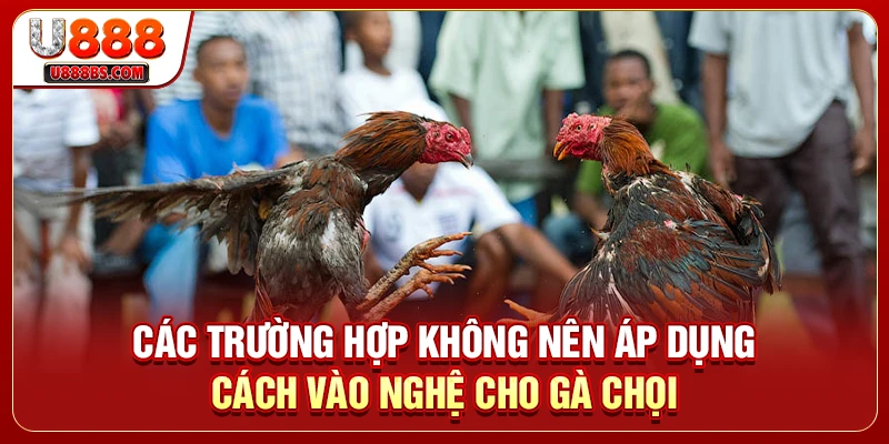 Các trường hợp không nên áp dụng cách vào nghệ cho gà chọi